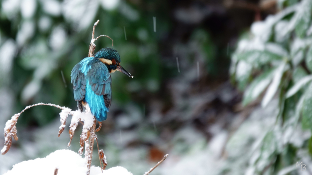 Marian Buurman - vissen in se sneeuw - 26.1.5;januari;winter;sneeuw;winter;wit;paleispark;vogel;jagen;prooi;